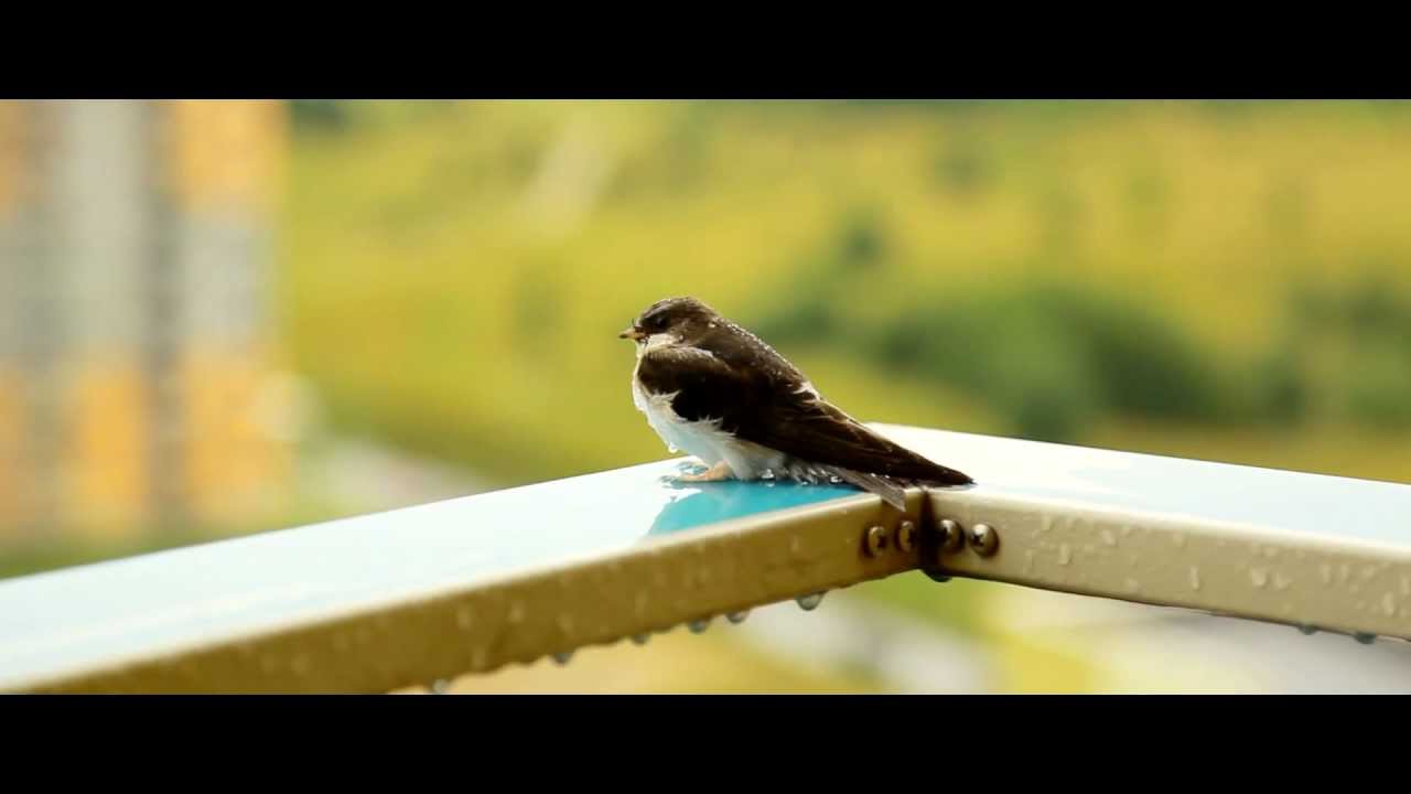 Birdy Chillin