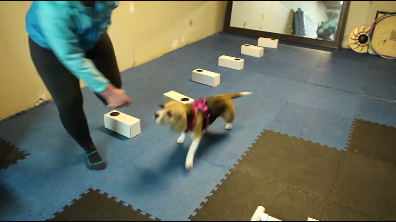 Nosework Training - Containers