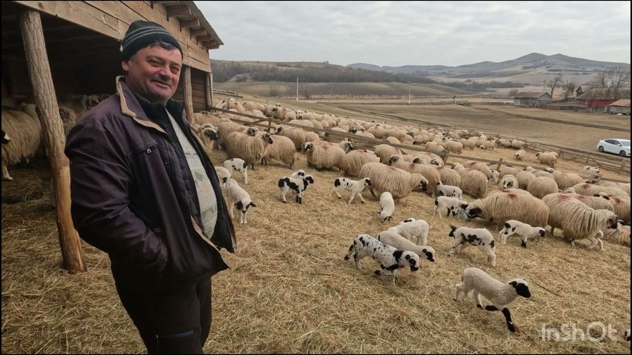 OILE BREZE ȘI MIEI PE SAIVAN A LUI DORIN FILIPAS DIN BUDEȘTI .BISTRITA