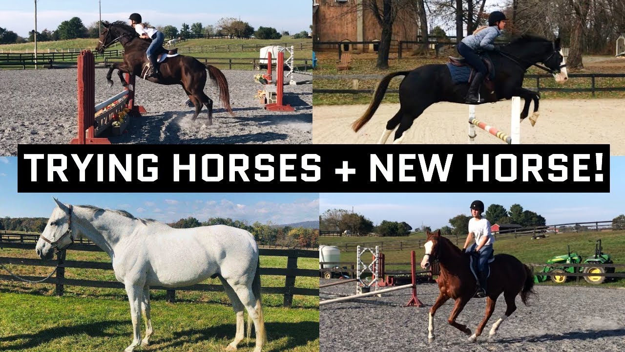 Trying Horses + Reveal of My New Horse!! | HUNT COUNTRY EQUESTRIAN