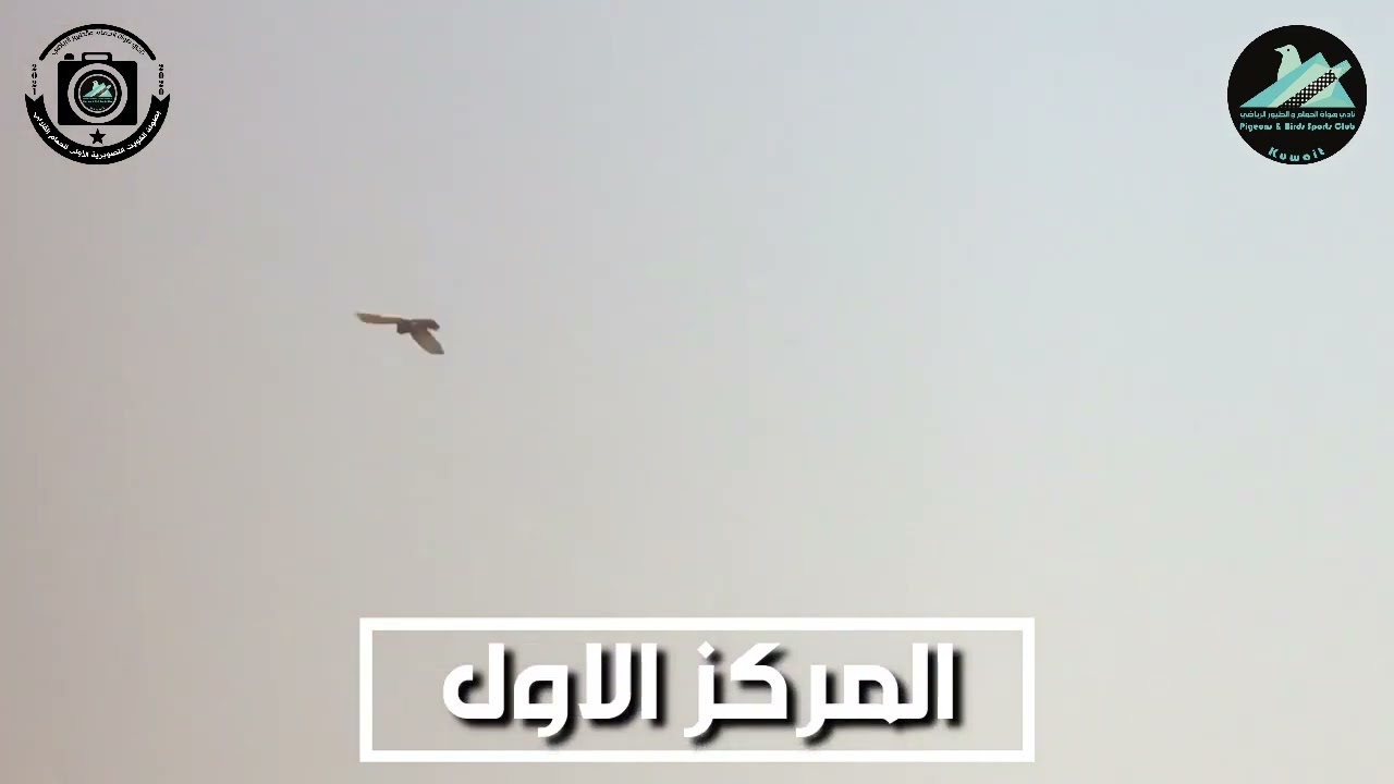 المتسابق / ناصر مزيد مسند المطيري - طير التحكيم / حمر