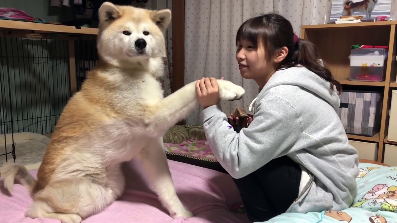 秋田犬パティ  ぼくは早くひづめチーズ🧀を食べたいから、お姉ちゃんの言うことをちゃんと聞かなくっちゃ🐶💕
