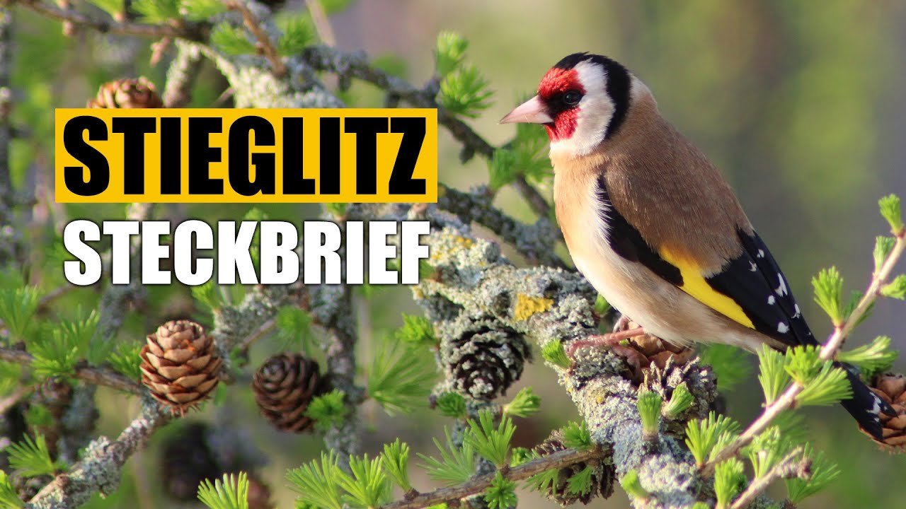 Der Stieglitz (Distelfink) – Lebensweise, Ruf & Merkmale