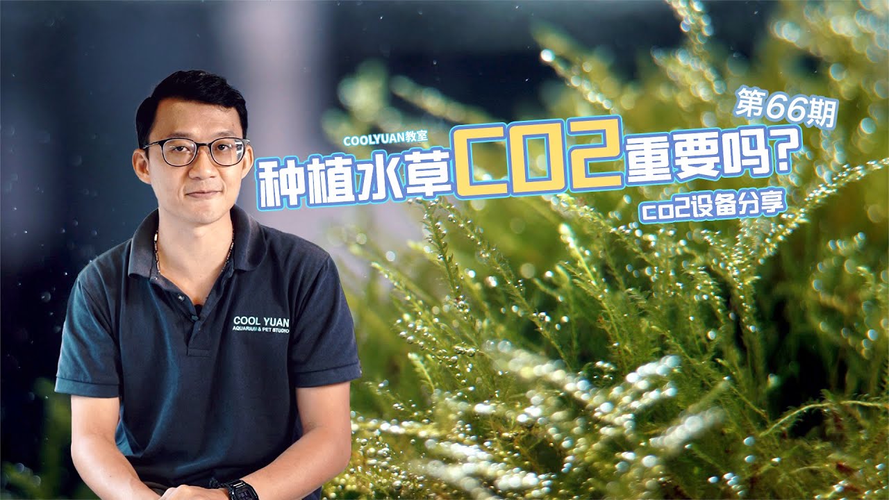 种植水草co2重要吗!？co2设备分享 ep66