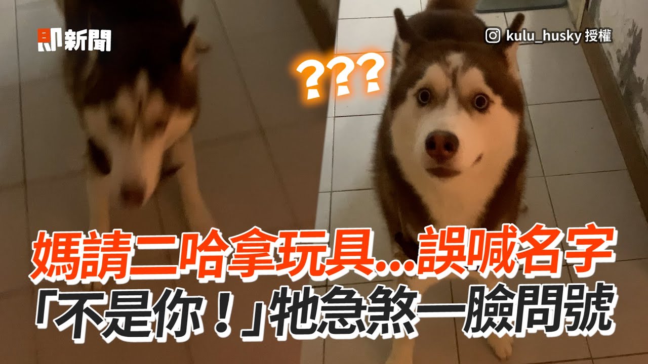 請二哈拿玩具只喊名字😂 「不是你啦！」牠急煞問號｜寵物動物｜哈士奇｜精選影片