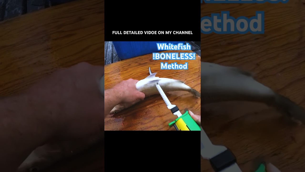 How to fillet Lake Whitefish (BONELESS!) #shorts #fishing #fish