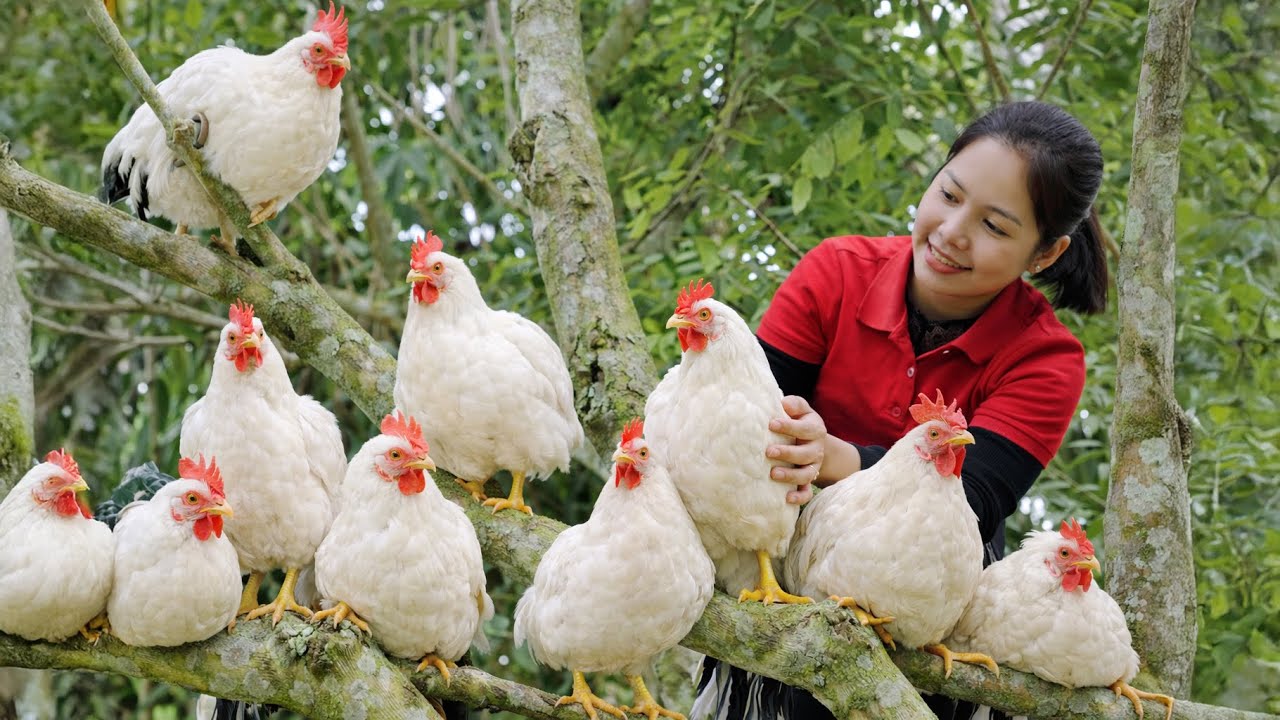 Catching 1000 White Chickens To Sell At Village Market | Thanh Family Life