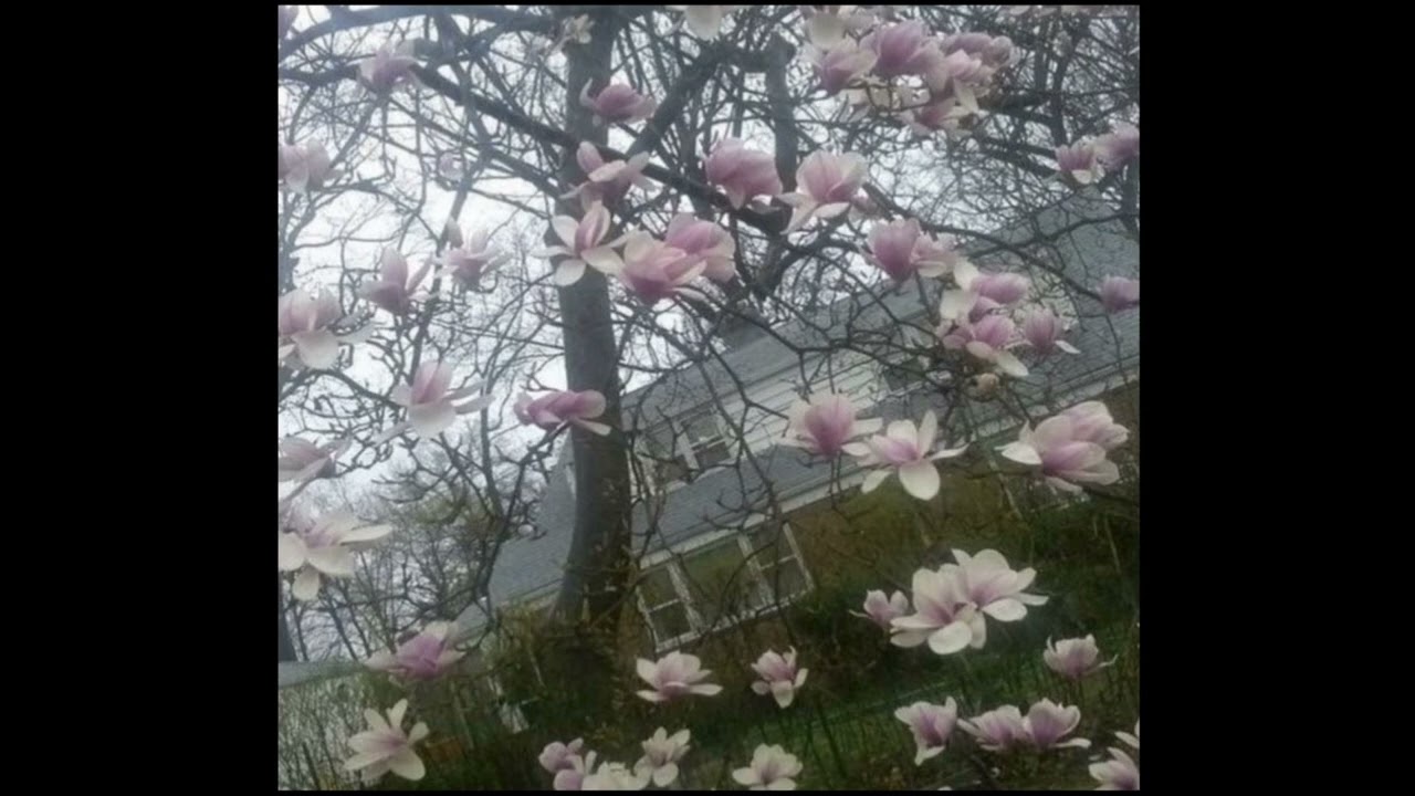 blossom 