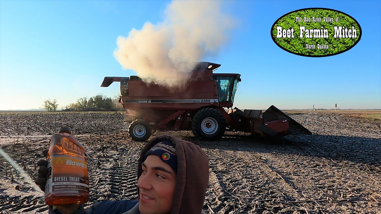 A Cold North Dakotan Sunflower Harvest
