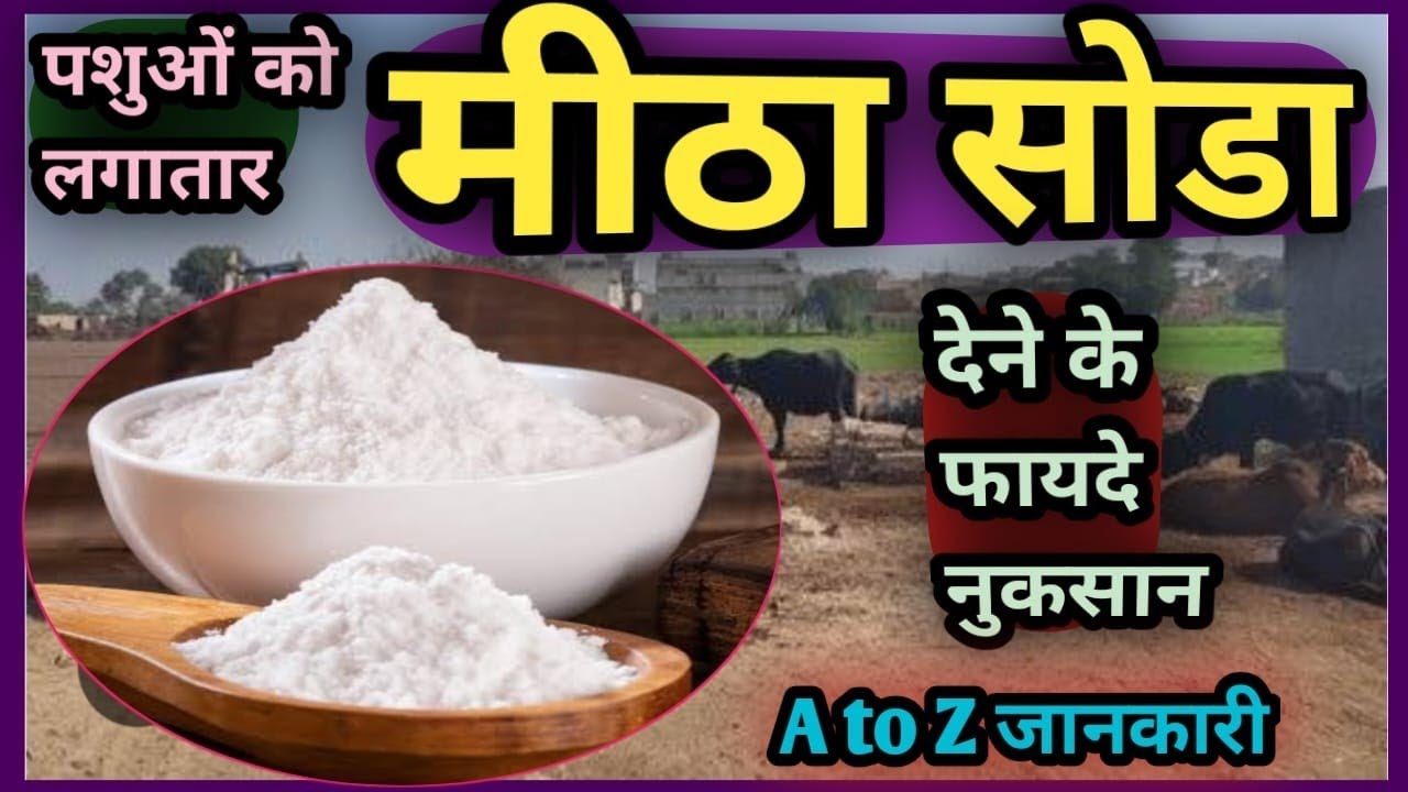पशुओं को लगातार मीठा सोडा देने के फायदे/नुकसान👉 A to Z जानकारी||Meeta Soda ke fayade Nuksan
