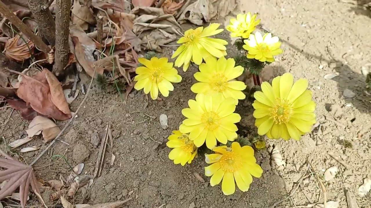 선정릉 재실 앞의 복수초