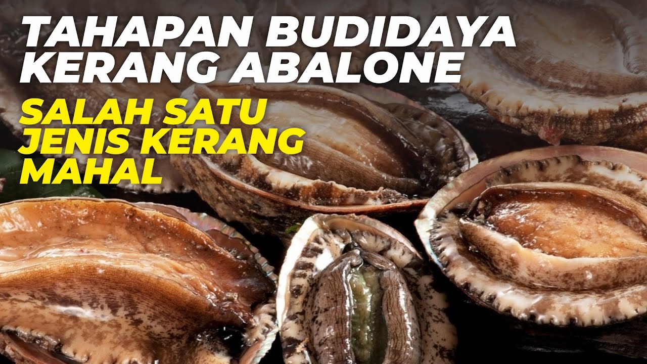 Mengenal Kerang Abalone dan Budidaya Kerang Abalone untuk Pemula dengan Panduan Lengkap.