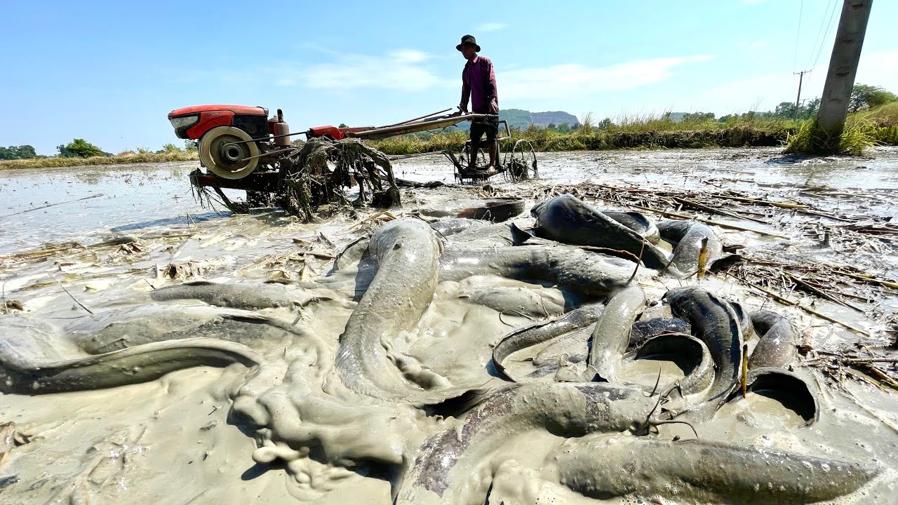 By Hand Fishing! Fishermen catch more fish in the mud in the fields that farmers are plowing now