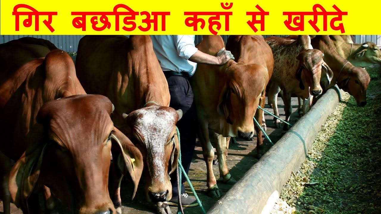 गिर बछडिआ कहाँ से खरीदे I Good quality Gir Heifer at Sudarshan Dairy Haryana
