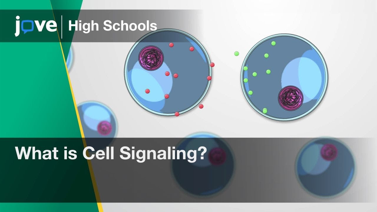 What is Cell Signaling? | Bio | Video Textbooks - Preview