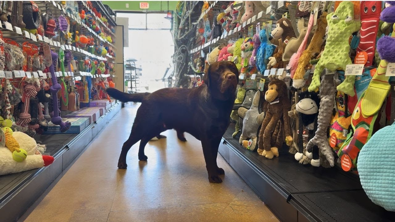 TAKING MY LABRADOR TO PICK OUT NEW TOYS!!