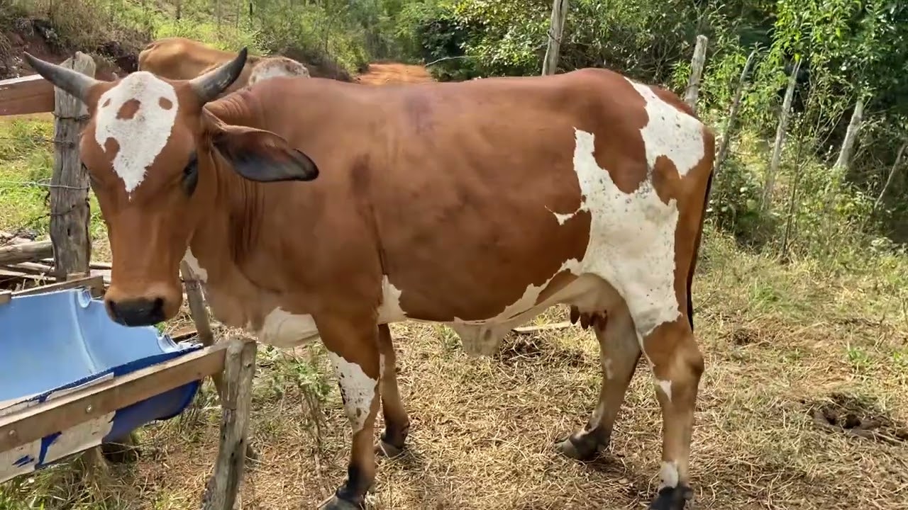 Vaca com 9 meses não pariu!  #bezerro #bezerras #vacas #pecuaria