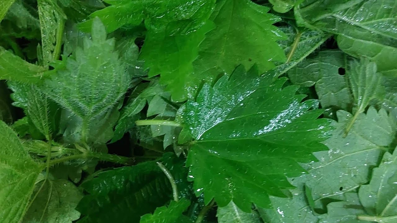 Cel mai Usor Mod de a pune Urzicile pentru Iarna Preserving and Storing Stinging Nettles For Winter