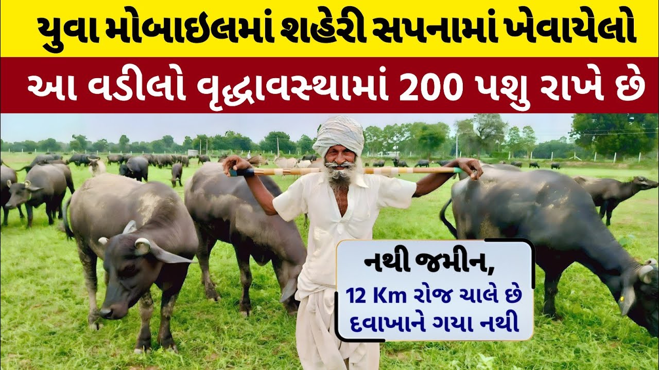 70 ના વડીલો ચરાવે છે ભેંસો અને કમાય છે લાખો રૂપિયા, Banni buffalo farming, Dairy business profit.