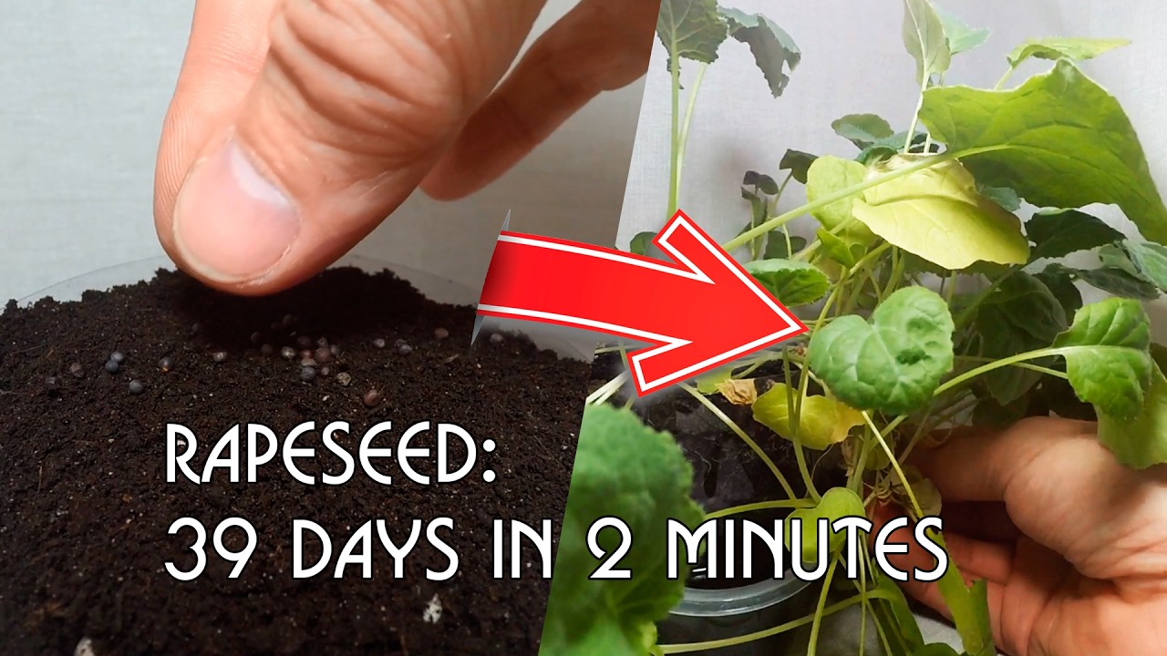 Growing a Rapeseed plant from seed in timelapse mode in 2 minutes