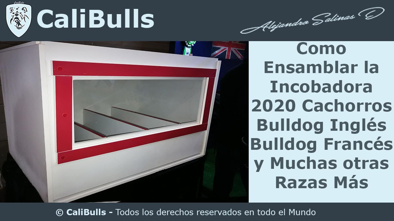 Como Ensamblar Una Incubadora cachorros #CachorrosBulldogInglés #BulldogFrancés, #BullysExoticos