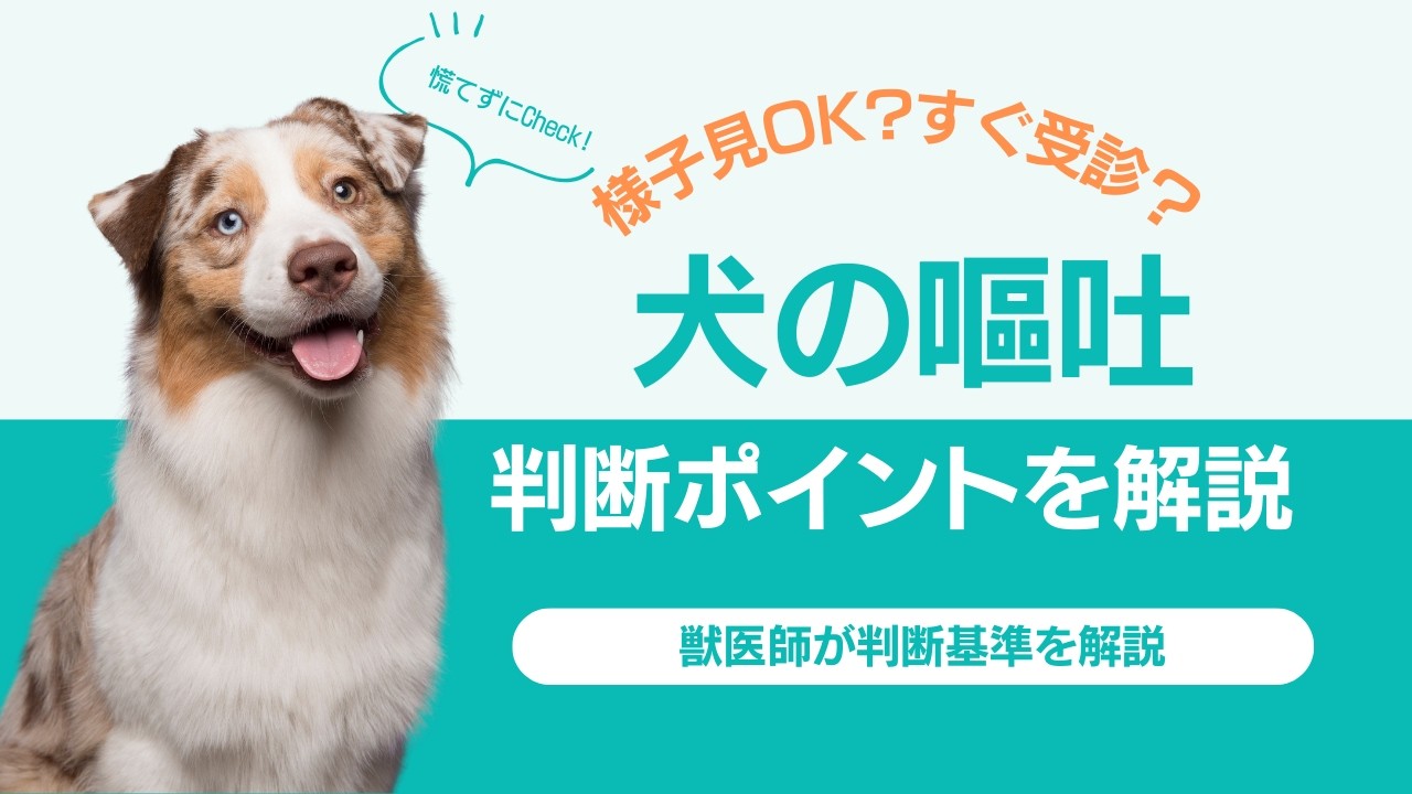 犬の嘔吐｜様子見OK？すぐ受診？獣医師が判断ポイントを解説