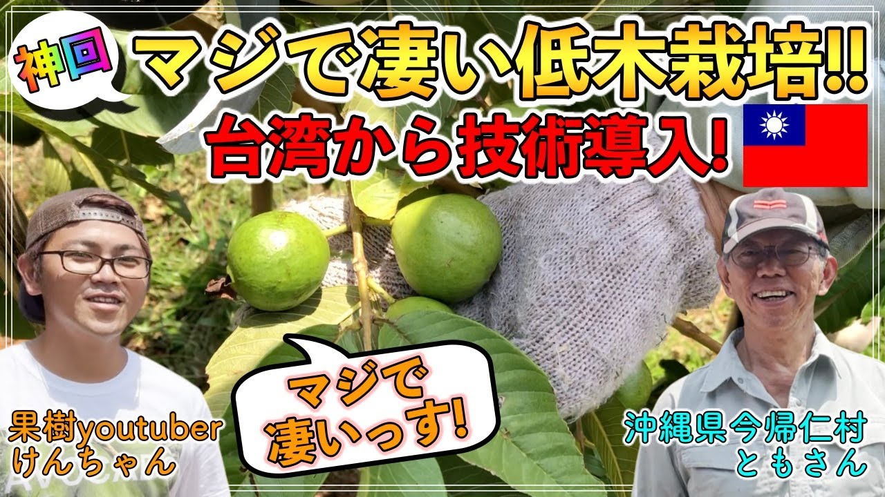 【神回】台湾から導入した果樹栽培技術！多収ながら，マジで凄い低木栽培を実現する木の仕立て・剪定技【沖縄県今帰仁村 ともさん】