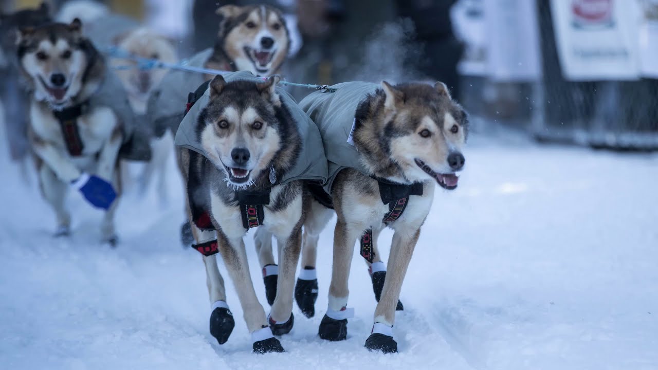 2018 Yukon Quest