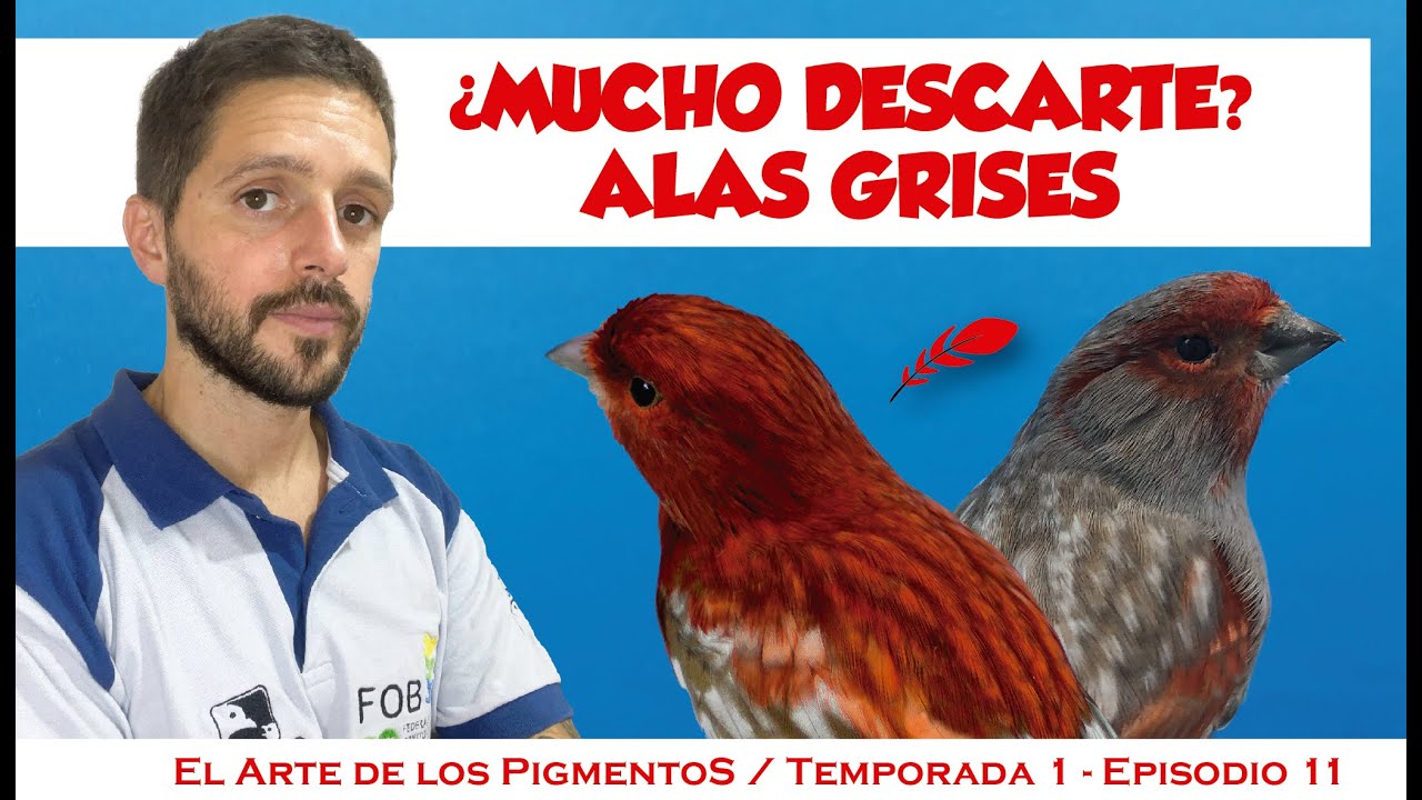 Canario Alas grises, Pigmentos, Estándar, Cruzamientos.
