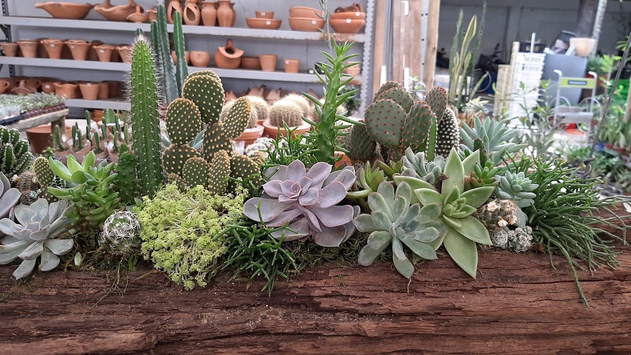 GARDEM # SUCULENTAS # CACTOS # PASSEIO