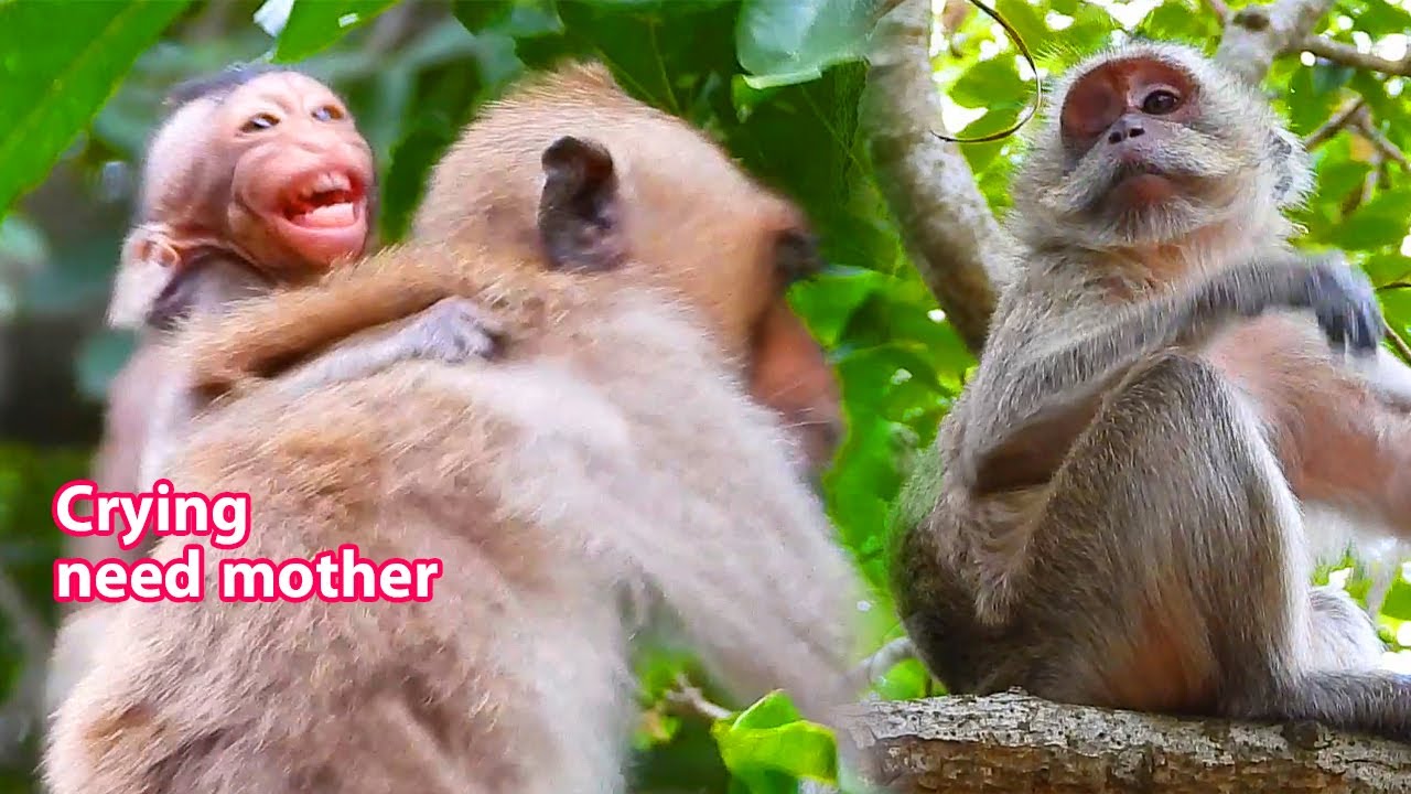 Vegan crying when monkey Elly grab her away from mother Vegas