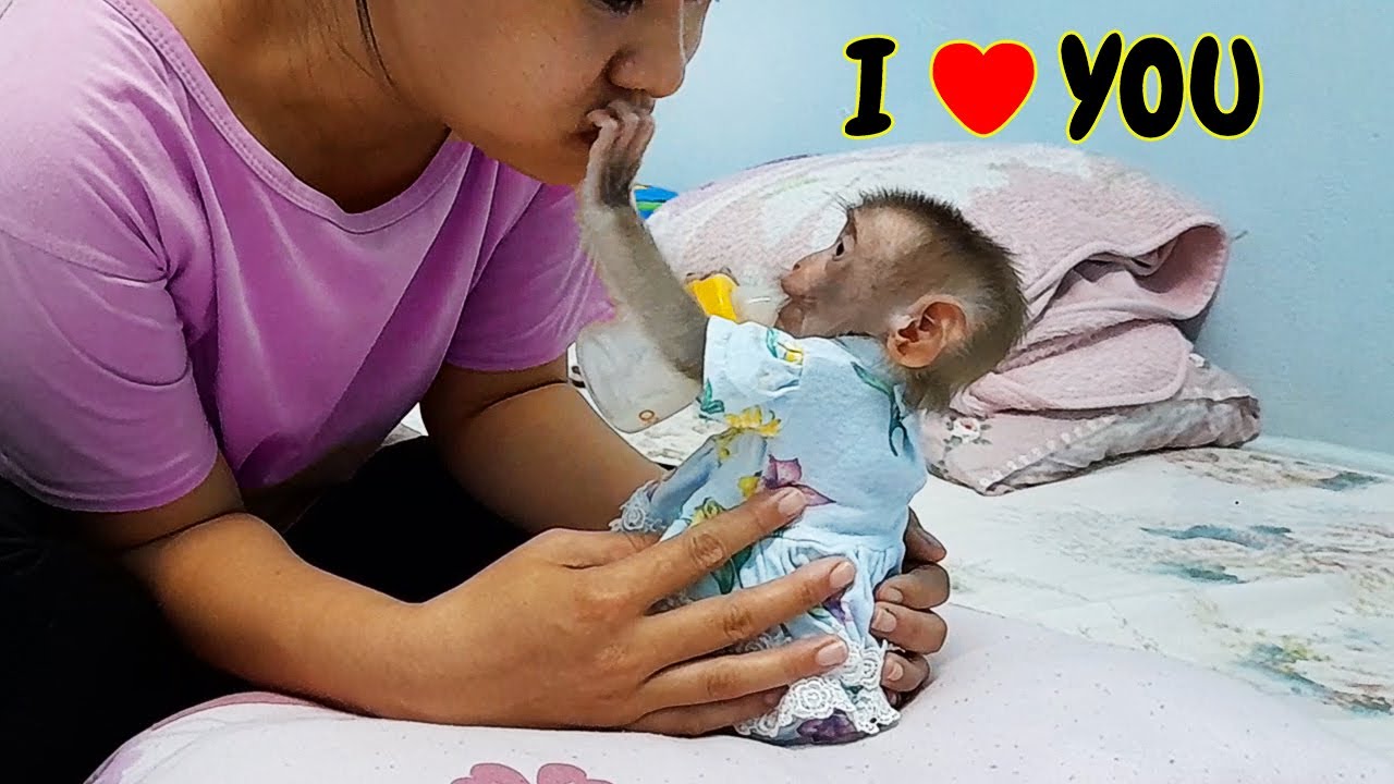 Baby monkey Lyly obediently relaxes and massages with essential oils before sleeping!