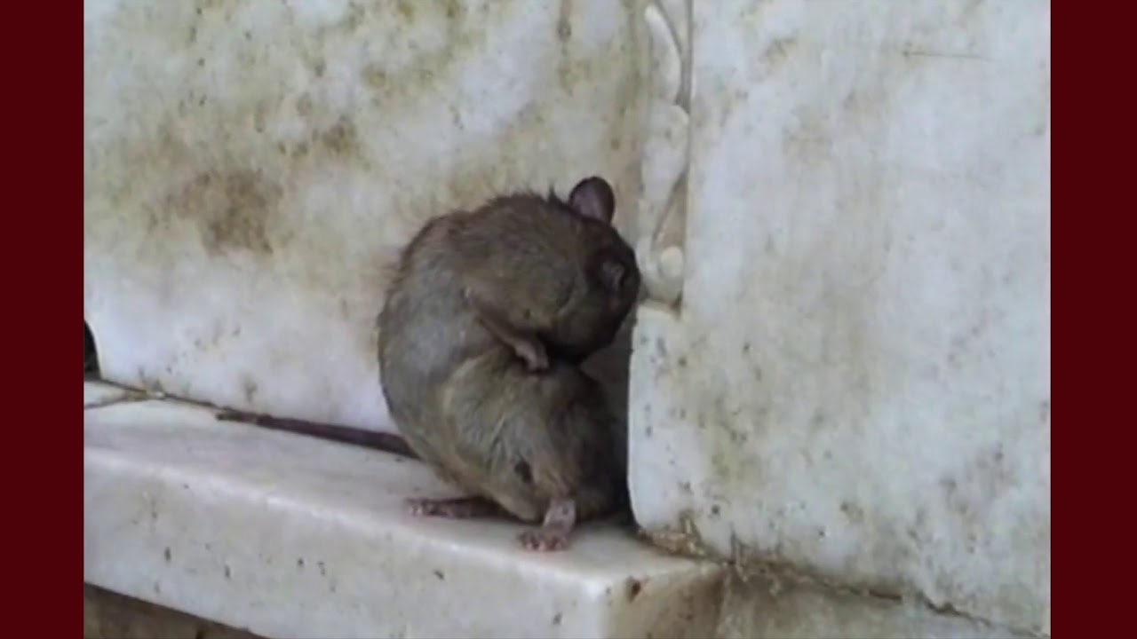 Le temple des rats en Inde par jamesrnr 4k
