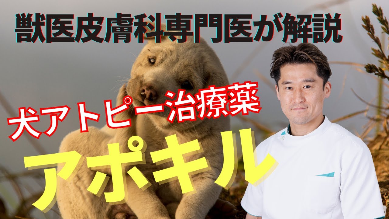 犬のアトピー性皮膚炎治療薬である『アポキル』について獣医皮膚科専門医が解説