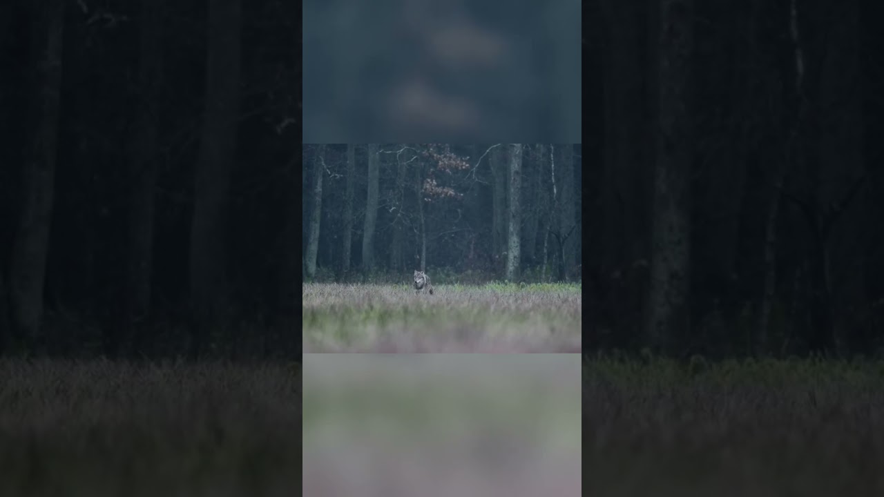 Photographie animali&egrave;re: Un matin peut tout changer