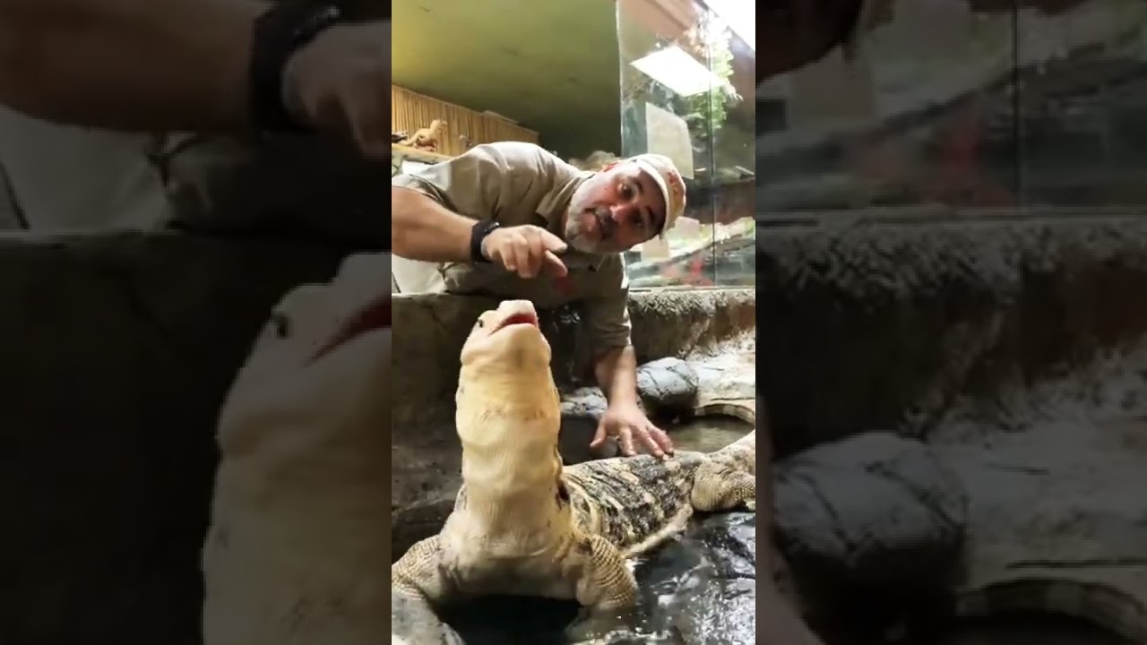 Giant lizard eating pythons egg 🥚😱#shorts