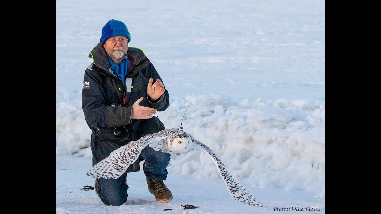 Hedwig: the Snowy Owl that lived. Presented by Dr. Roar Solheim from Norway