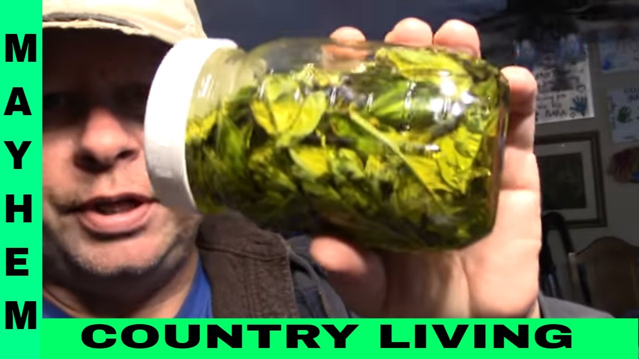 Preserving basil in olive oil #CountryLiving #PreppingNetwork #PreservingFoods