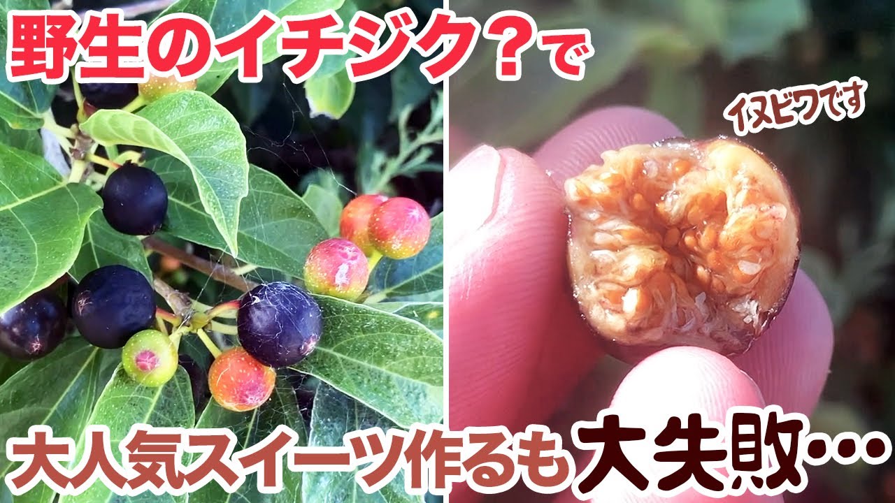 野生のイチジク？で大人気スイーツ作るも大失敗…