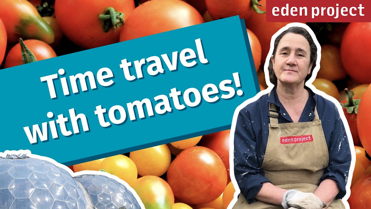 Easy Vegetable Gardening for Beginners: How to Grow and Care for Tomato Plants in Pots or the Garden
