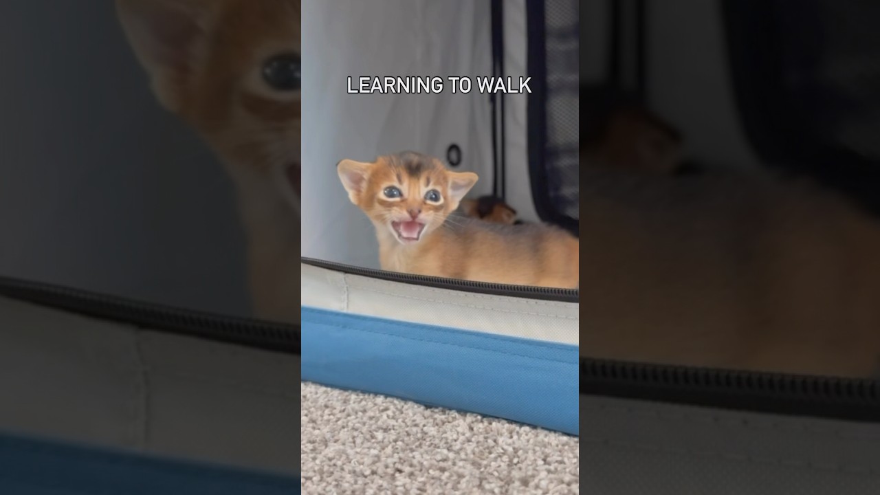 Growing up! 🥹 Abyssinian baby kittens learning to walk + tiny meows #abyssinian #meow #catshorts