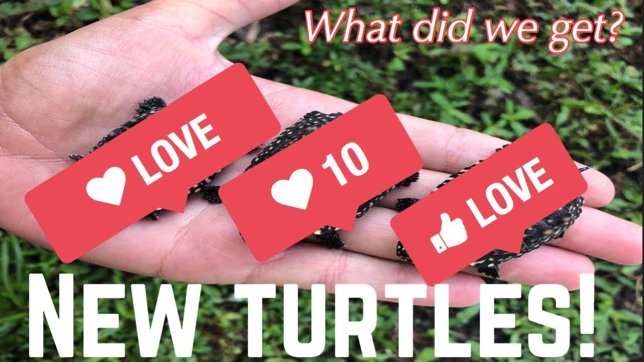 NEW TURTLES!
