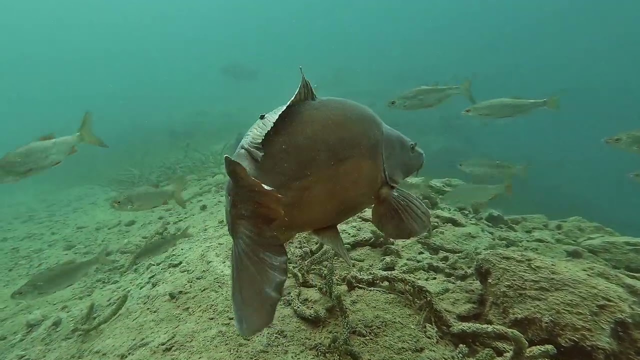 Un été meurtrier full hd haute qualité