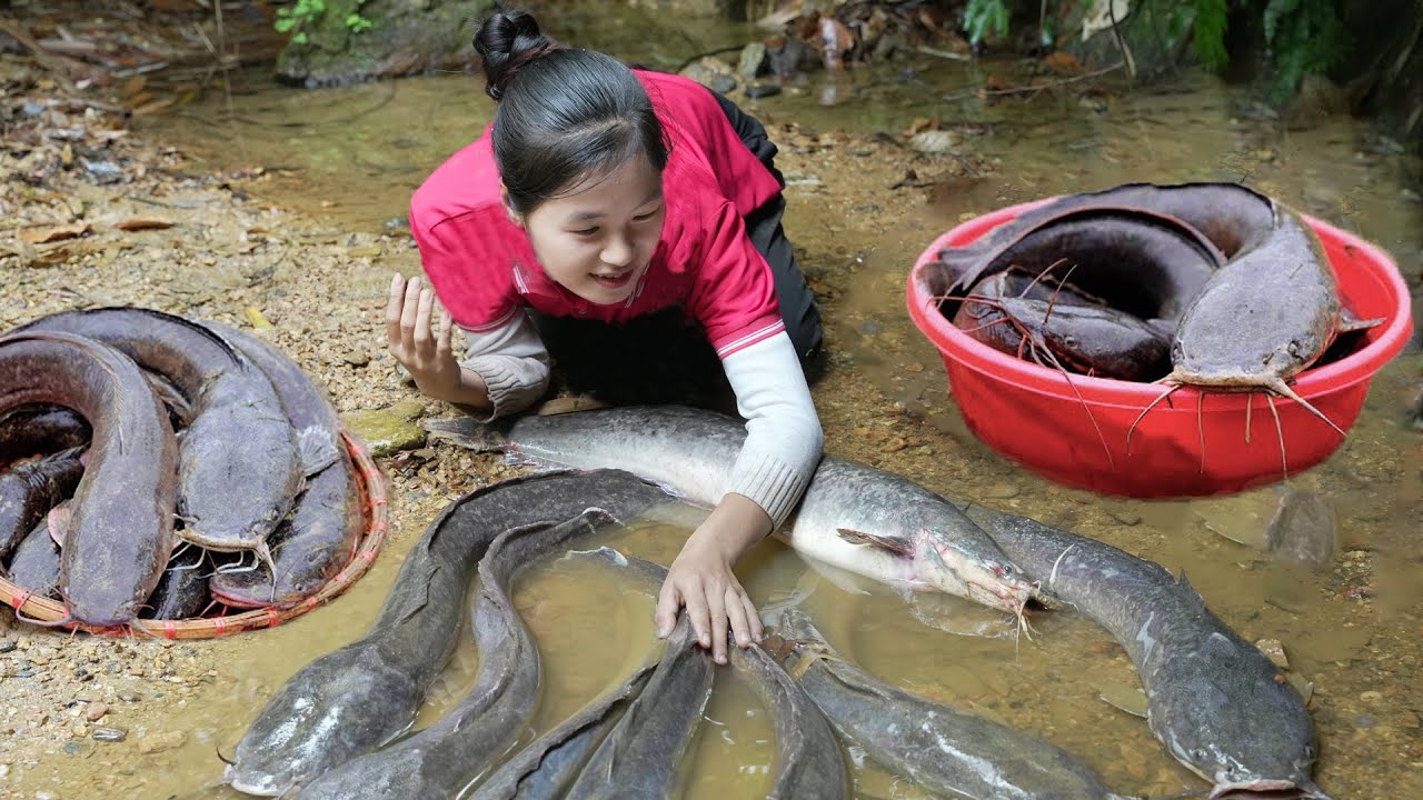 How To Catch Huge School of Catfish in River to sell - Agriculture Harvesting | Susan Daily Life