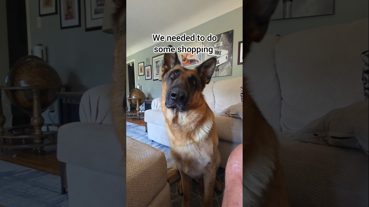 A typical day for Pal and I. #mikelalicich #germanshepherd #gsd #mybestfriend  #liveyourbestlife