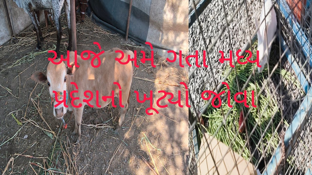 આજે અમે ગતા મધ્ય પ્રદેશનો ખૂટ્યો જોવા નાની હાઈટ નો કોઈએ ન જોયો હોય એવો? #નાનીહાઈટ નોકોઈએનજોયોહોયએવો