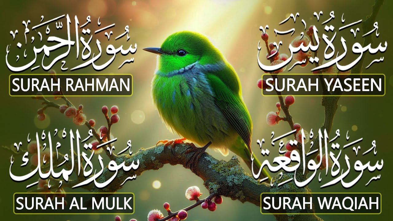 Best Quran Tlawat Surah Yaseen (Yasin) | Surah Rahman | Surah Waqiah | Surah Mulk |