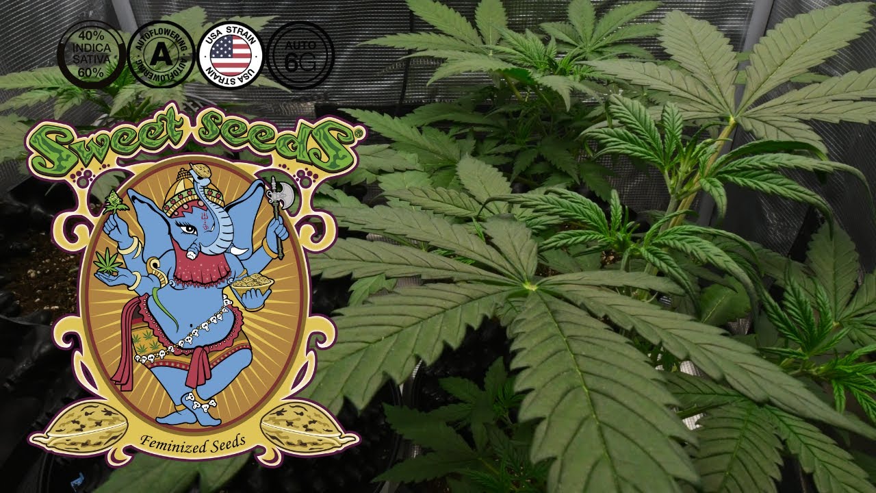 Jet Fuel Mandarine XL Auto | Week 4 | Sweet Seeds (Autoflower)