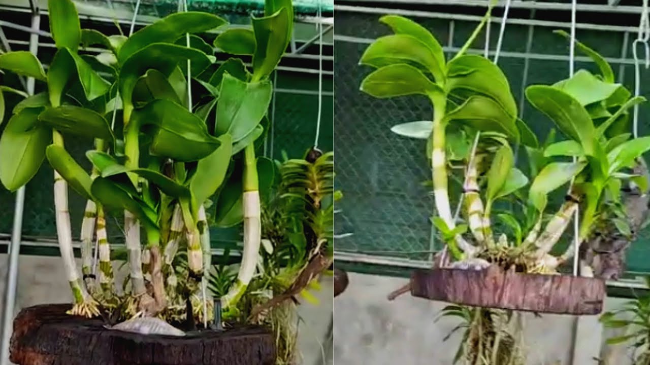 অর্কিড লাগানোর এক নতুন আকর্ষণীয় পদ্ধতি | এইভাবে অর্কিড লাগালে সবার দৃষ্টি পড়বে আপনার বাগানের ওপর |