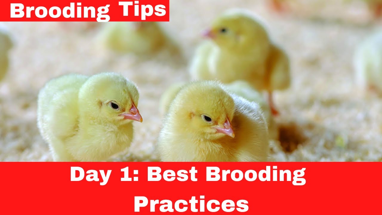 Brooding Day Old Chicks - Day 1: Best Brooding Practices